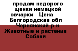 продам недорого щенки немецкой овчарки › Цена ­ 2 - Белгородская обл., Чернянский р-н Животные и растения » Собаки   